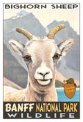 Bighorn Sheep - Banff National Park Poster