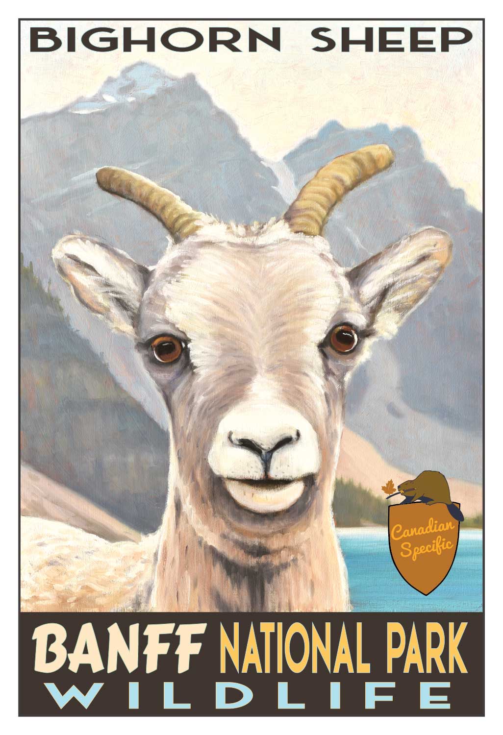Bighorn Sheep - Banff National Park Poster