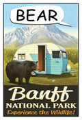 Bear - Banff National Park Poster