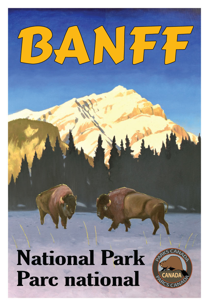 Bison - Banff National Park Poster