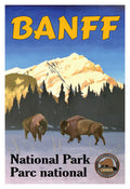 Bison - Banff National Park Poster