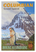 Columbian Ground Squirrel Mount Assiniboine Poster
